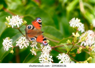 Macro van een pinted lady vlinder op een wit bloeiende zeven zoon bloemenstruik