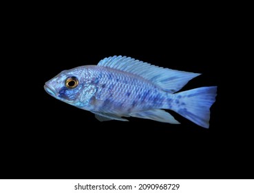 Peixe ciclídeo neon azul em fundo preto isolado. Aulonocara é um peixe ornamental de água doce da família Cichlidae, ciclídeo africano do Lago Malawi, África.