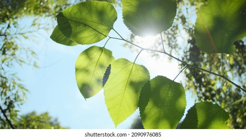 Groene bladeren close-up op blauwe lucht in de zomer. Weelderige groene bladeren op boomtak verlichte felle zonnestralen. Natuurlijke vers gebladerte achtergrond. Zon verlichte tak zwaait in de wind. Zonnig parkweer