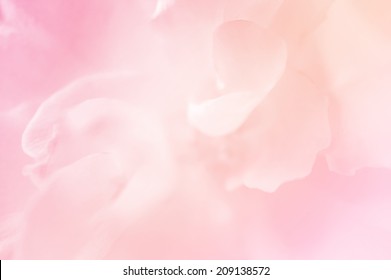 rosas de color rosa claro en color suave y estilo borroso para el fondo