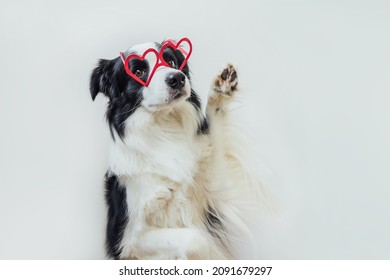 Concepto del día de San Valentín. Gracioso cachorro border collie con gafas en forma de corazón rojo aisladas en fondo blanco. Perro encantador enamorado celebrando el día de san valentín. Postal de amor enamorado enamorado