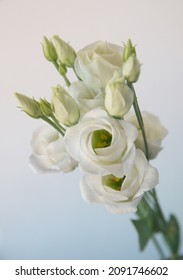 一般にトルコギキョウまたはプレーリー リンドウとして知られているトルコギキョウの花束