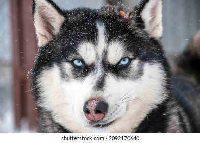 Close-up van de snuit van een hond met blauwe ogen van het ras Siberische Husky.
