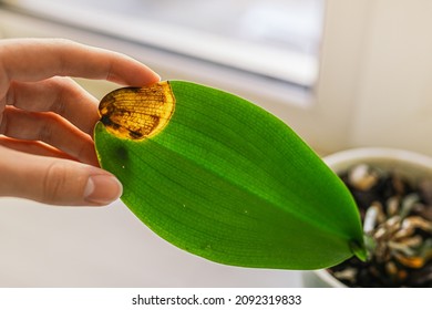 Ein Orchideenblatt wird durch eine Pilzkrankheit oder einen Sonnenbrand geschädigt. Bakterien- und Pilzkrankheiten, die Orchideenblätter betreffen. Behandlung exotischer tropischer Pflanzen zu Hause. Orchideenkrankheiten. Kreise braun und grau