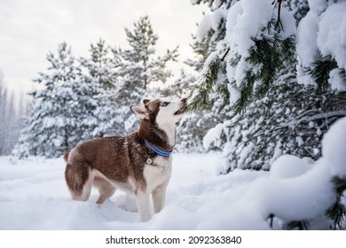 husky hond in wintersneeuw