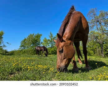 ĐOẠN THẤP, ĐÓNG LÊN: Hai con ngựa bọc nâu gặm cỏ ở vùng quê mùa xuân bình dị vào ngày nắng tháng Ba. Ảnh chụp cận cảnh hai chú ngựa nâu oai vệ đang lướt qua trong nắng xuân ấm áp.