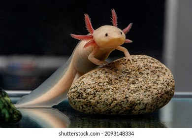 Roztomilý axolotl pózuje na kameni