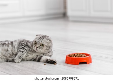 Con mèo dễ thương và bát đựng thức ăn trong bếp