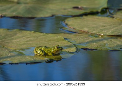 Der Poolfrosch (Pelophylax Lessonae) sitzt an einem sonnigen Tag auf einem grünen Seerosenblatt auf dem Wasser