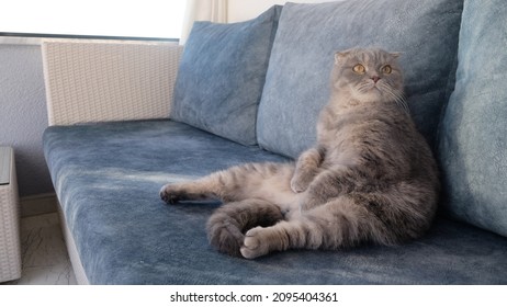 スコティッシュフォールドの猫、ユニークなポーズで座っているスコティッシュフォールドの猫、目をそらすスコティッシュフォールドの猫、灰色のスコティッシュフォールドの猫、猫