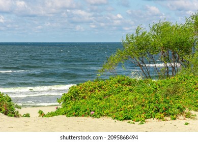 砂浜の海岸に草を生やした低木。海のつばの植生。砂浜でのんびり。問題のある池の上の曇り空。沿岸植物のある海の風景。