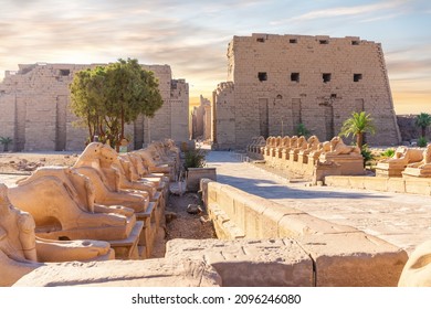 The King's Festivities Road eller Avenue of Sphinxes, ramhovedet statuer af Karnak Temple, Luxor, Egypten