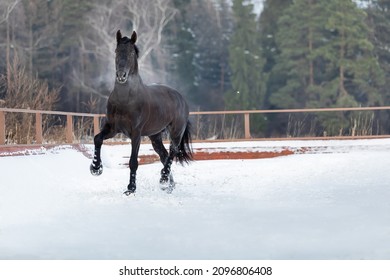 Een zwart jong sterk paard galoppeert door de sneeuw in de levada. Een wandeling van een voshengst in het algemeen. Stoom uit de neusgaten van een dier