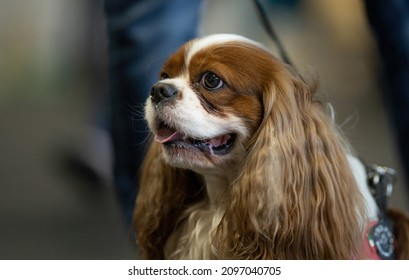 Porträt eines süßen Cavalier Spaniel-Hundes.