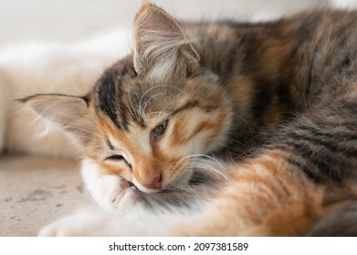 Portret van een driekleurig katje dat op de vloer ligt. Katachtige depressie. Droevige kat. Verveelde kat.