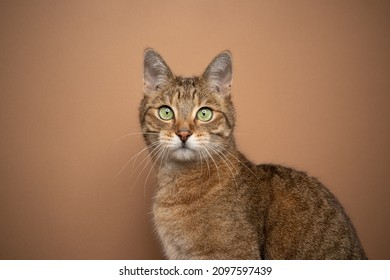 Schöne hellbraune Tabby-Katze mit grünem Augenporträt auf braunem Hintergrund mit Kopierraum
