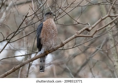 Cooper's Hawk sedí na holé větvi a dívá se upřeně doprava. Také známý jako Big Blue Darter, Chicken Hawk, Hen Hawk nebo Quail Hawk. Taylor Creek Park, Toronto, Ontario, Kanada.