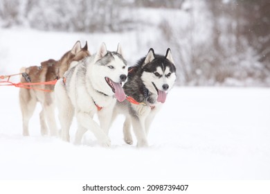 Twee grijze Siberische husky sledehonden rijden samen een slee in het sneeuwveld in de winter
