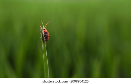 Lieveheersbeestje zonnebaadt 's ochtends op het gras met een groene wazige achtergrond. insecten, dieren, lieveheersbeestje, fauna. macro natuurfotografie