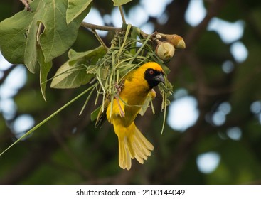 Close up of yellow masked weaver bird making a nest from grass. Landscape portrait on birding safari game drive in Kruger National Park, South Africa.  