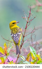 小鳥の炎色のタナガー (Piranga bidentata)、サン ヘラルド デ ドタの枝に黄色のメス、コスタリカの野生生物とバードウォッチング。