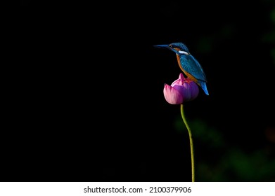 黒い背景の蓮の花に止まったカワセミ