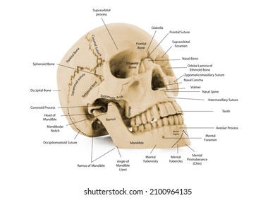 diagrama de cráneo de hueso de cabeza humana con nombre de partes para educación médica