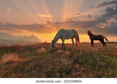 Idyllisch zonsopganglandschap. Paard en veulen op een bergweide voor de majestueuze hemel met wolken.