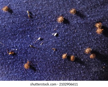 Epizoochore Verbreitung von Samen durch Widerhaken, Haken und Stacheln. Diese Anhängsel helfen den Samen, am Fell von Tieren und Federn von Vögeln und an der Kleidung zu haften.