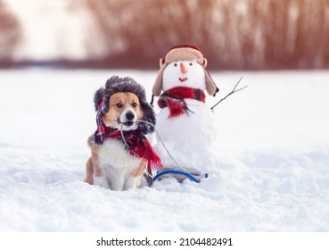 grappige puppyhond corgi in een warme muts draagt ​​een slee met een sneeuwpop in een winterpark