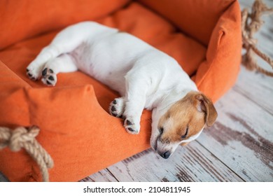el cachorro duerme con los ojos cerrados en una cómoda cuna. perro en casa
