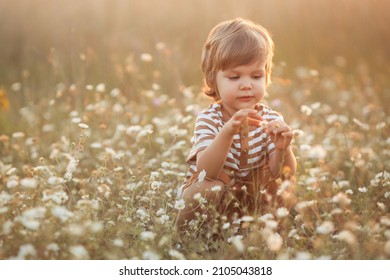 Portrait of cute caucasian little boy 2-3 years old in casual clothes sitting and playing in camomile flowers field on a summer day at sunset 