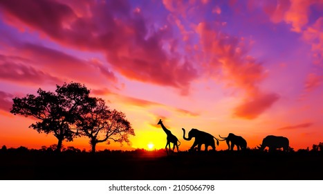 素晴らしい夕日と日の出。夕日とアフリカのパノラマ シルエット ツリー。夕日を背景にシルエットの木。オープン フィールドの劇的な日の出の暗い木。サファリのテーマ。キリン、ライオン、サイ。