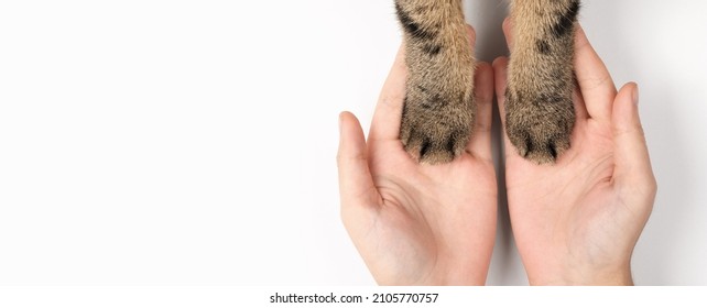 Kattenpoten in de handen van vrouwen. Het concept van de zorg voor huisdieren. Witte achtergrond, bovenaanzicht, banner.