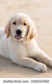 Adorable cachorro golden retriever viviendo su mejor vida