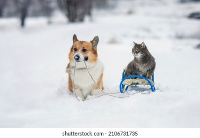simpatico cane corgi che porta in slitta un gatto tigrato in un parco invernale