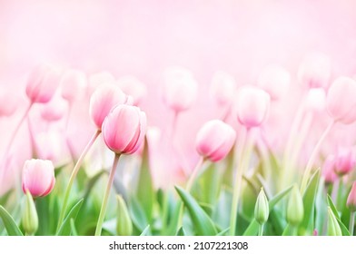 庭に咲く春のチューリップ、野原に春の明るい花、パステルと柔らかい花柄のカード、限定フォーカス、浅い被写し界深度、トーン