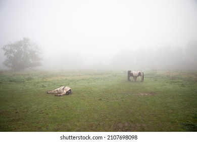 Twee paarden in een groen veld op een mistige dag, met een van de paarden liggend op het gras met een onduidelijke boom bijna verloren in de mist aan de achterkant. Gefotografeerd in de buurt van Offord Darcy op het platteland van Cambs