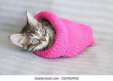 Een klein schattig verward katje zit in een roze gebreide muts