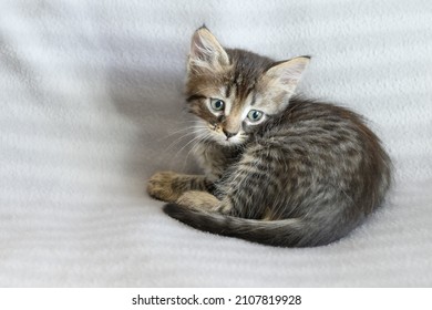 Een klein verward gestreept katje ligt op een grijze deken