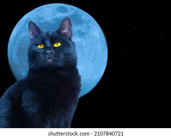 星と月の背景に黒猫