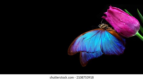 Mooie blauwe morpho vlinder op een bloem op een zwarte achtergrond. Tulpenbloem in dauwdruppels geïsoleerd op zwart. Tulpenknop en vlinder. spaties kopiëren.