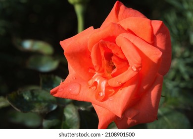 Nahaufnahme einer schönen orangefarbenen Rose mit Tautropfen auf Blütenblättern.