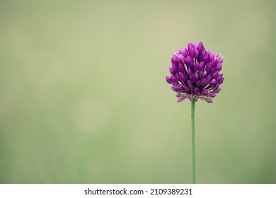 Sommergrüne Wiese mit violetter wilder Zwiebelblume. Natürlicher Hintergrund.