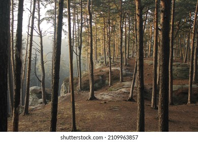 砂岩の岩の上に美しいきれいな松林。寒い冬の日差しに霧がかかった松林。茶色の落ちた針葉樹の下の地面に見える灰色の砂岩。穏やかで神秘的。愛する。