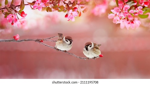 kleine musvogelkuikens zitten op de tak van een appelboom met roze bloemen in de lentetuin