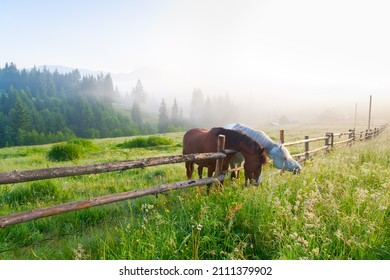 Twee paarden op de groene weide op een mistige ochtend, houten hek, mistige achtergrond, hoog gras.