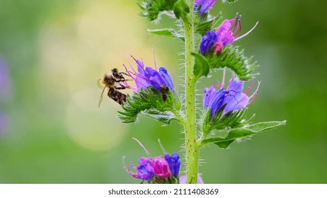 Een bij verzamelt honing op blauwe bloemen op de natuur. macro foto van insecten. delicate weide bloem. europese honingbij. bestuiving van planten in de natuur. lentetijd