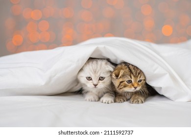 Dos pequeños gatitos acostados bajo una manta blanca sobre el fondo de farolillos amarillos.
