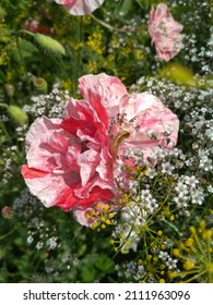 pink and white poppy and gypsophila flowers in the garden on a sunny summer day